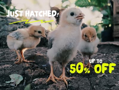 A Fresh Hatch is Here!